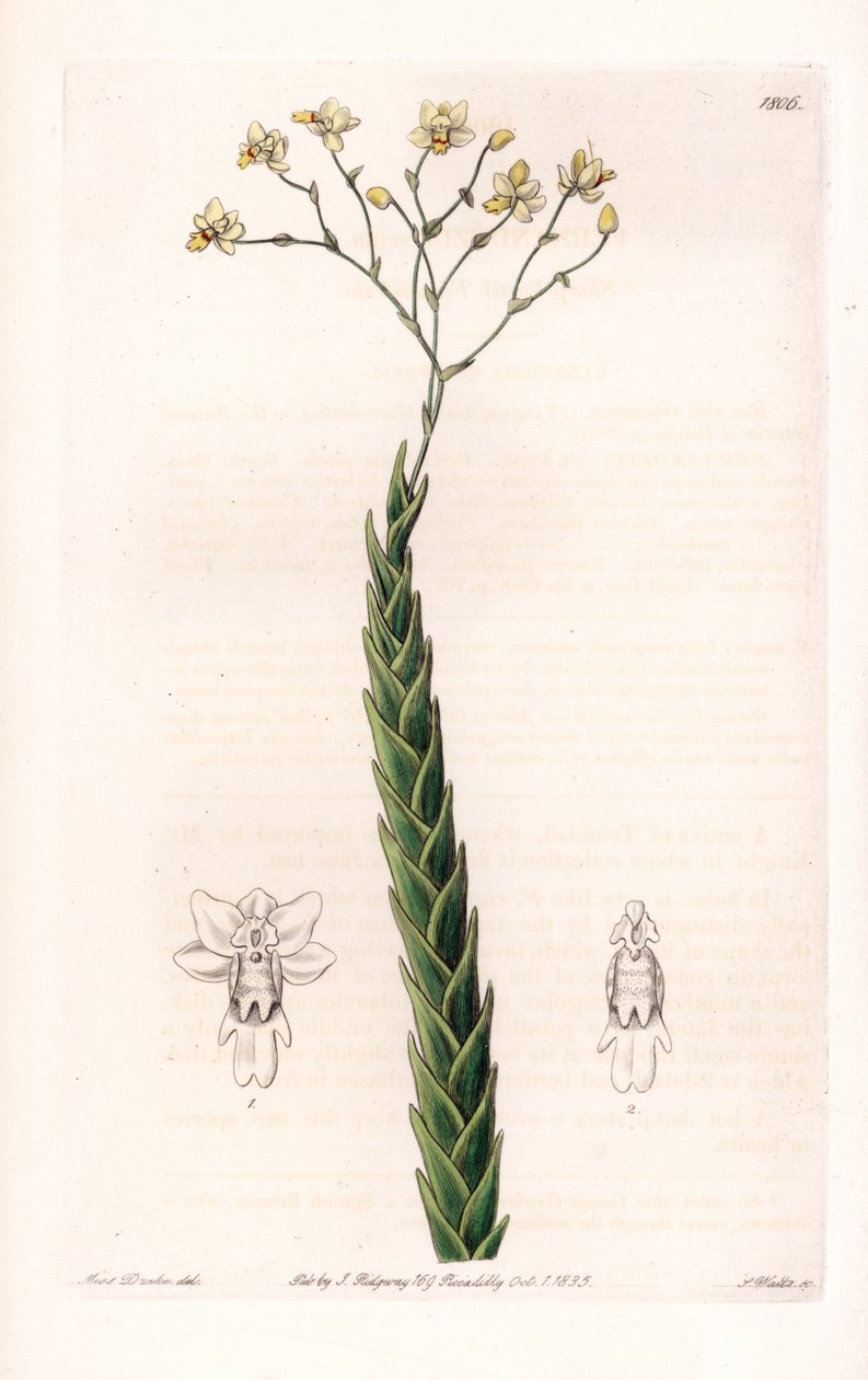 Orchid: exotic variety of Lockhartia - Plate engraved by S.Watts, from an illustration by Sarah Anne Drake (1803-1857), from the Botanical Register of Sydenham Edwards (1768-1819), England بواسطة سيدنهام تيست إدواردز