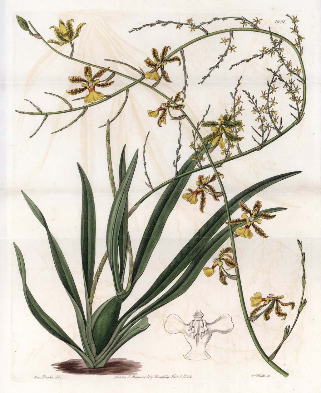 الأوركيد: oncidium variete ، West Indies epiphyte - لوحة محفورة بواسطة S.Watts ، من رسم إيضاحي لسارة آن دريك (1803-1857) ، من السجل النباتي لسيدنهام إدواردز (1768-1819) ، إنجلترا بواسطة سيدنهام تيست إدواردز