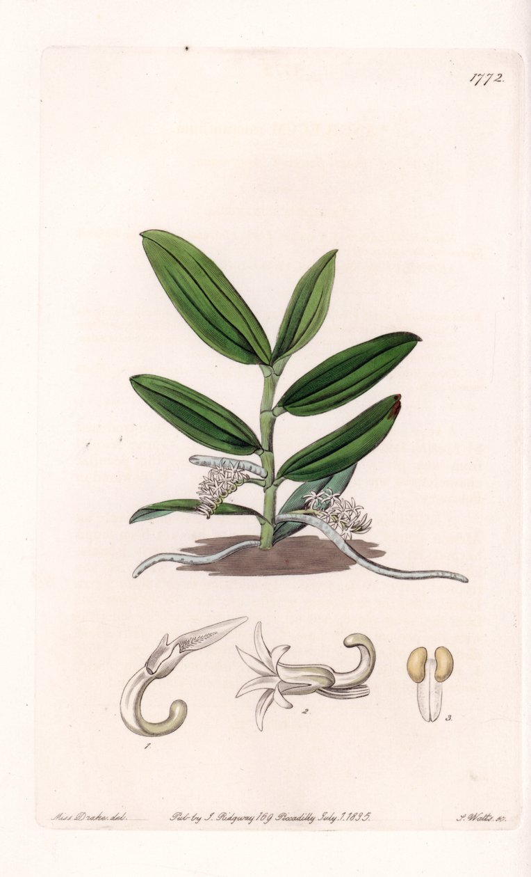 الأوركيد: variete de camphylocentrum - لوحة محفورة بواسطة S.Watts ، من رسم توضيحي لسارة آن دريك (1803-1857) ، من السجل النباتي لسيدنهام إدواردز (1768-1819) ، إنجلترا بواسطة سيدنهام تيست إدواردز
