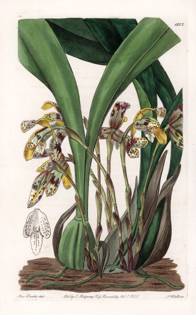 Orchid: variete of maxillaria, native to South America - Plate engraved by S.Watts, based on an illustration by Sarah Anne Drake (1803-1857), from the Botanical Register of Sydenham Edwards (1768-1819), England بواسطة سيدنهام تيست إدواردز