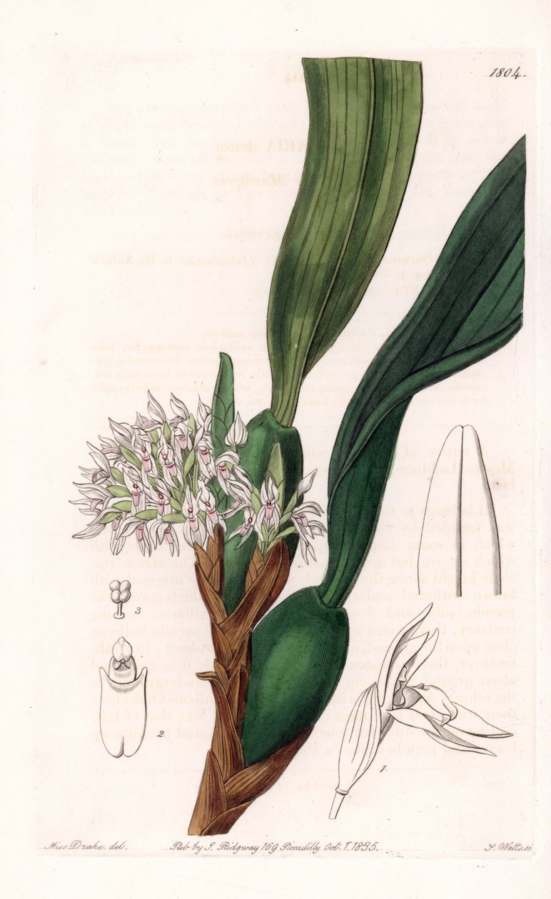Orchid: variete of maxillaria, native to South America - Plate engraved by S.Watts, from an illustration by Sarah Anne Drake (1803-1857), from the Botanical Register of Sydenham Edwards (1768-1819), England بواسطة سيدنهام تيست إدواردز