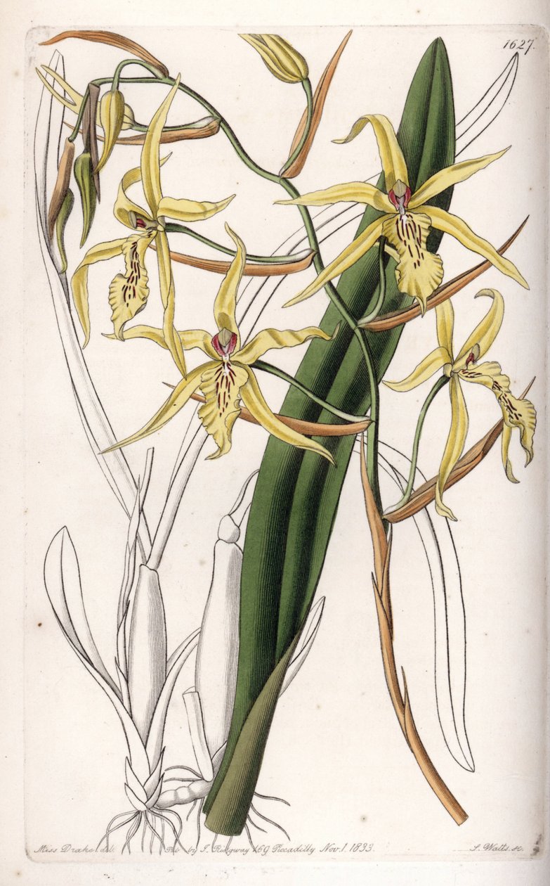 Orchid: variete of miltonia or milt - Plate engraved by S.Watts, from an illustration by Sarah Anne Drake (1803-1857), from the Botanical Register of Sydenham Edwards (1768-1819), England بواسطة سيدنهام تيست إدواردز
