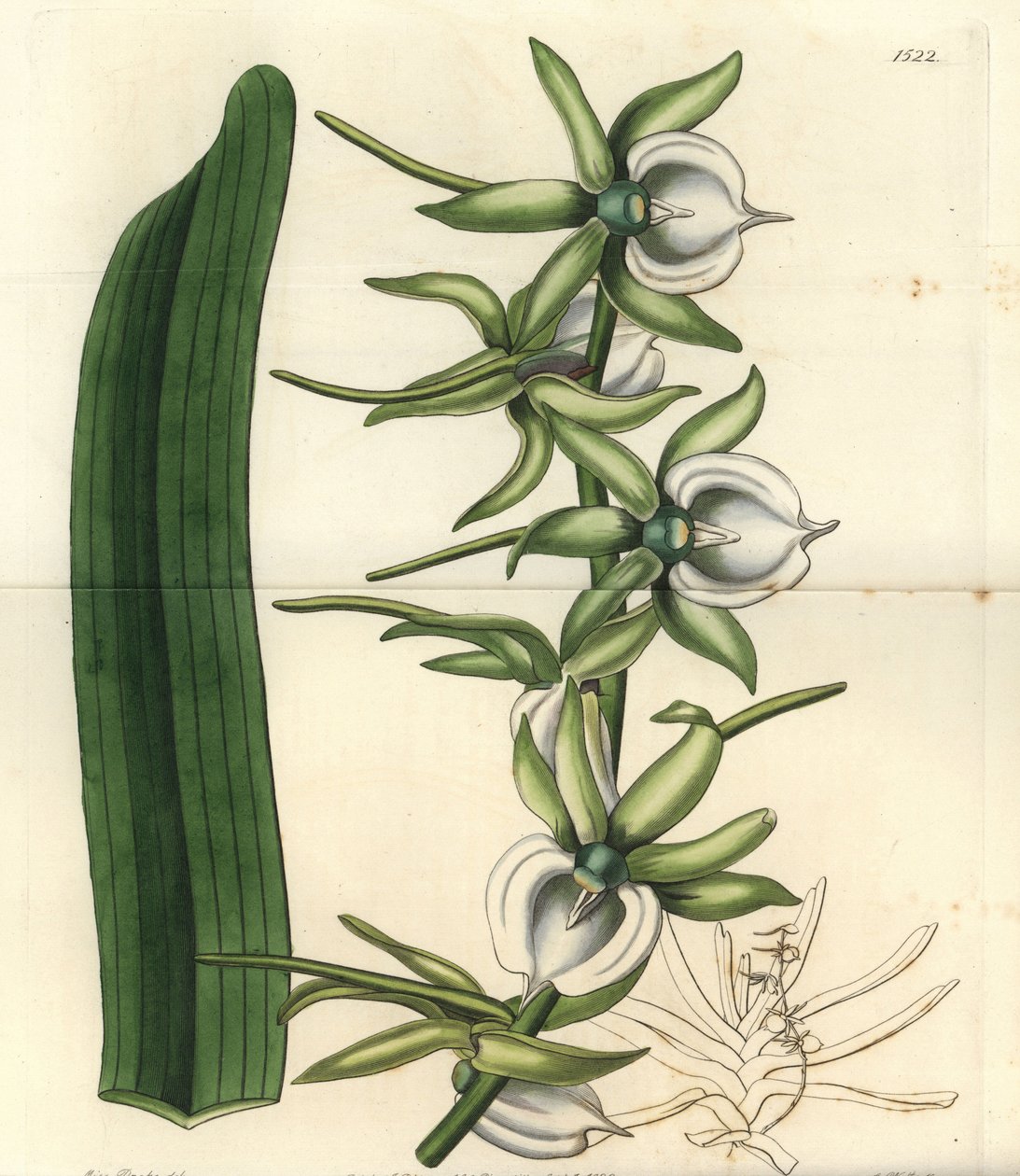 Orchid variete of the Indian Ocean Islands - Ivory angraecum orchid, Angraecum eburneum. Handcoloured copperplate engraving by S. Watts after an illustration by Miss Sarah Drake from Sydenham Edwards