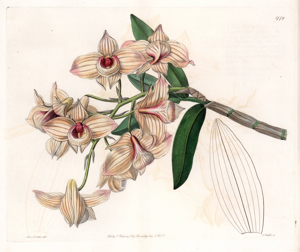 الأوركيد: مجموعة متنوعة من Dendrobium - لوحة محفورة بواسطة S.Watts ، من رسم توضيحي لسارة آن دريك (1803-1857) ، من السجل النباتي لسيدنهام إدواردز (1768-1819) ، إنجلترا بواسطة سيدنهام تيست إدواردز