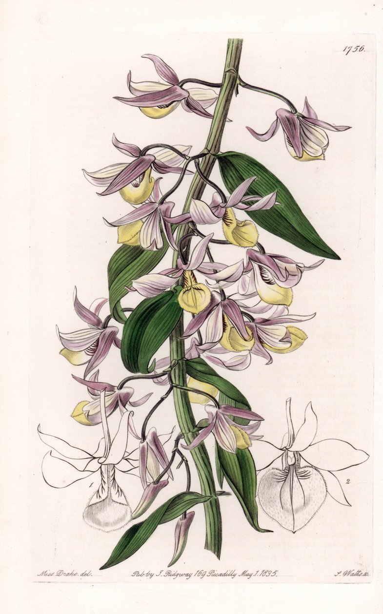 الأوركيد: مجموعة متنوعة من Dendrobium ، موطنها آسيا - لوحة محفورة بواسطة S. Watts ، من رسم إيضاحي لسارة آن دريك (1803-1857) ، من السجل النباتي لسيدنهام إدواردز (1768-1819) ، إنجلترا بواسطة سيدنهام تيست إدواردز