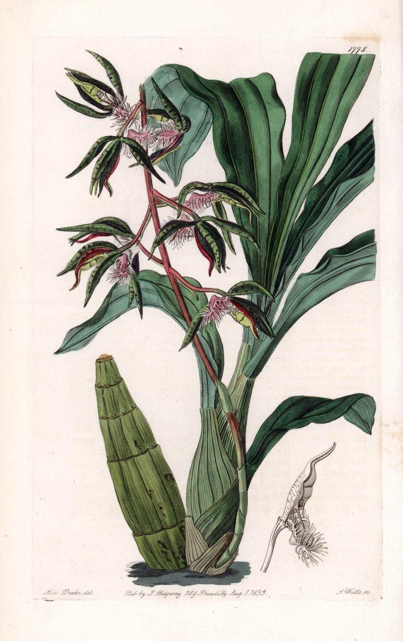 الأوركيد: مجموعة متنوعة من catasetum ، تسمى الملتحي - لوحة محفورة بواسطة S.Watts ، من رسم إيضاحي لسارة آن دريك (1803-1857) ، من السجل النباتي لسيدنهام إدواردز (1768-1819) ، إنجلترا بواسطة سيدنهام تيست إدواردز