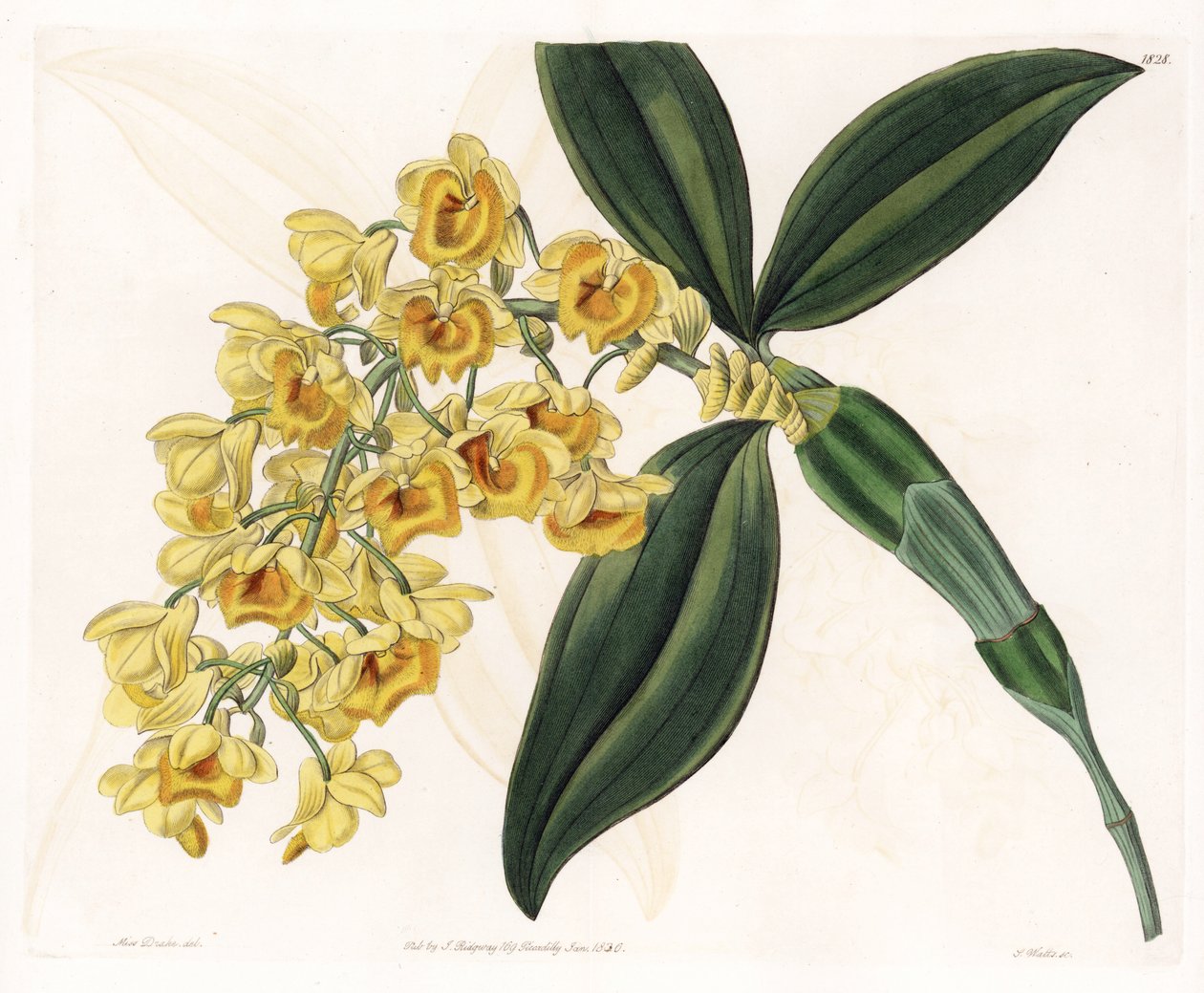 Orchid: variety of dendrobium - Plate engraved by S.Watts, from an illustration by Sarah Anne Drake (1803-1857), from the Botanical Register of Sydenham Edwards (1768-1819), England بواسطة سيدنهام تيست إدواردز