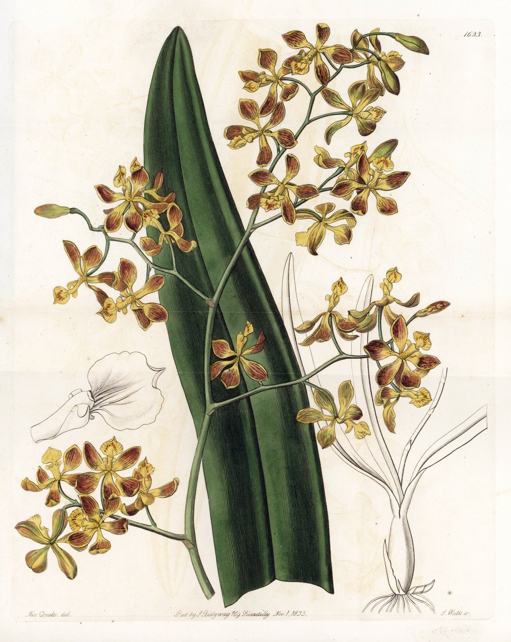 Orchid: variety of epidendrum - Plate engraved by S.Watts, from an illustration by Sarah Anne Drake (1803-1857), from the Botanical Register of Sydenham Edwards (1768-1819), England بواسطة سيدنهام تيست إدواردز