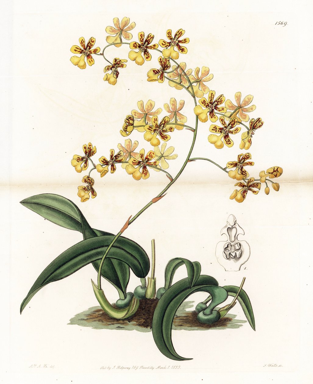 Orchid: variety of epiphytic oncidium of Brazil - Plate engraved by S. Watts, from an illustration by Sarah Anne Drake (1803-1857), from the Botanical Register of Sydenham Edwards (1768-1819), England بواسطة سيدنهام تيست إدواردز
