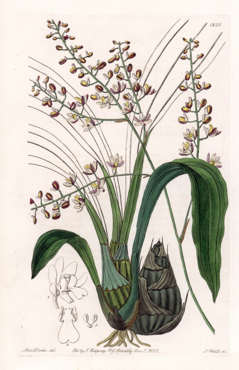 Orchid: variety of eulophia - Plate engraved by S.Watts, from an illustration by Sarah Anne Drake (1803-1857), from the Botanical Register of Sydenham Edwards (1768-1819), England بواسطة سيدنهام تيست إدواردز