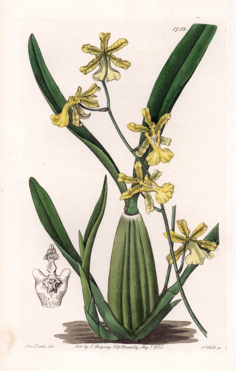 Orchid, variety of oncydium, native of South America - Plate engraved by S.Watts, from an illustration by Sarah Anne Drake (1803-1857), from the Botanical Register of Sydenham Edwards (1768-1819), England بواسطة سيدنهام تيست إدواردز