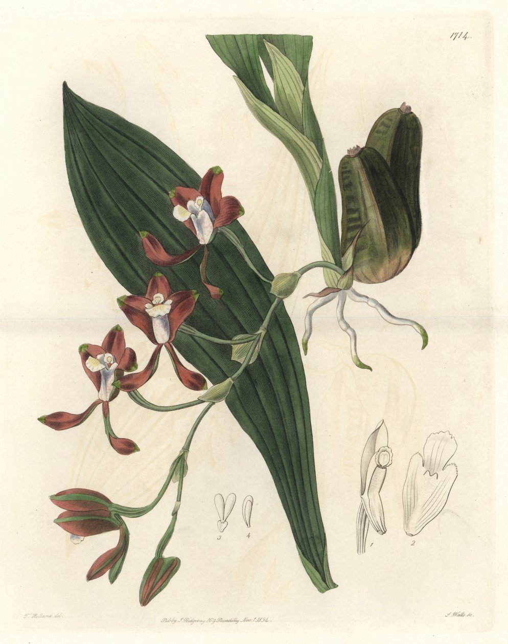 Orchidee Batemannia, native of Guyana - Water forte by S. Watts from an illustration by T. Holland, from the Botanical Register بواسطة سيدنهام تيست إدواردز