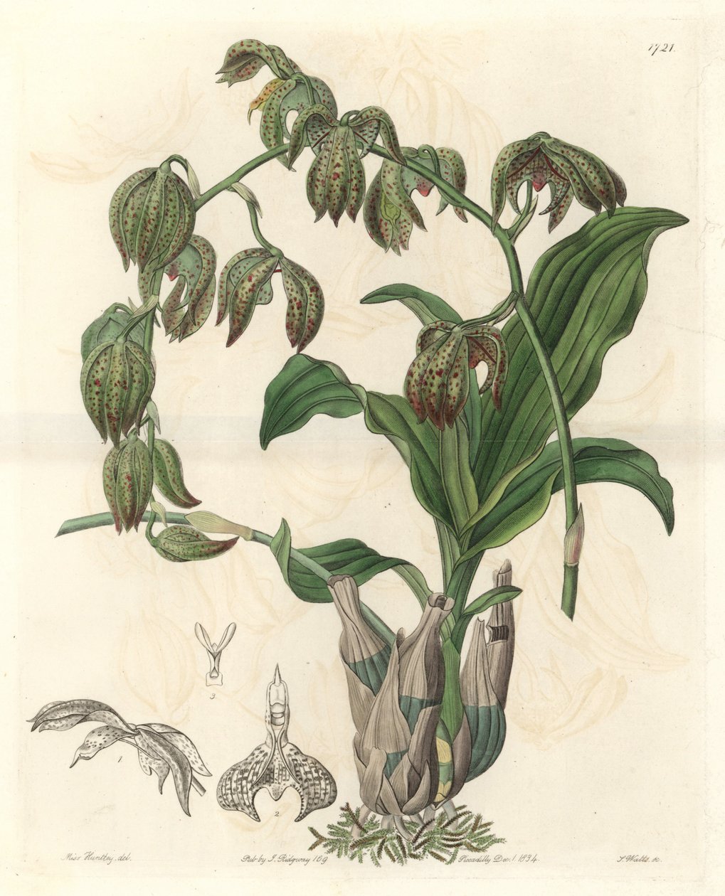 Orchidee Catasetum ، موطنها البرازيل - موطن الماء بواسطة S. Watts من رسم توضيحي لملكة جمال MA Huntley ، من السجل النباتي بواسطة سيدنهام تيست إدواردز