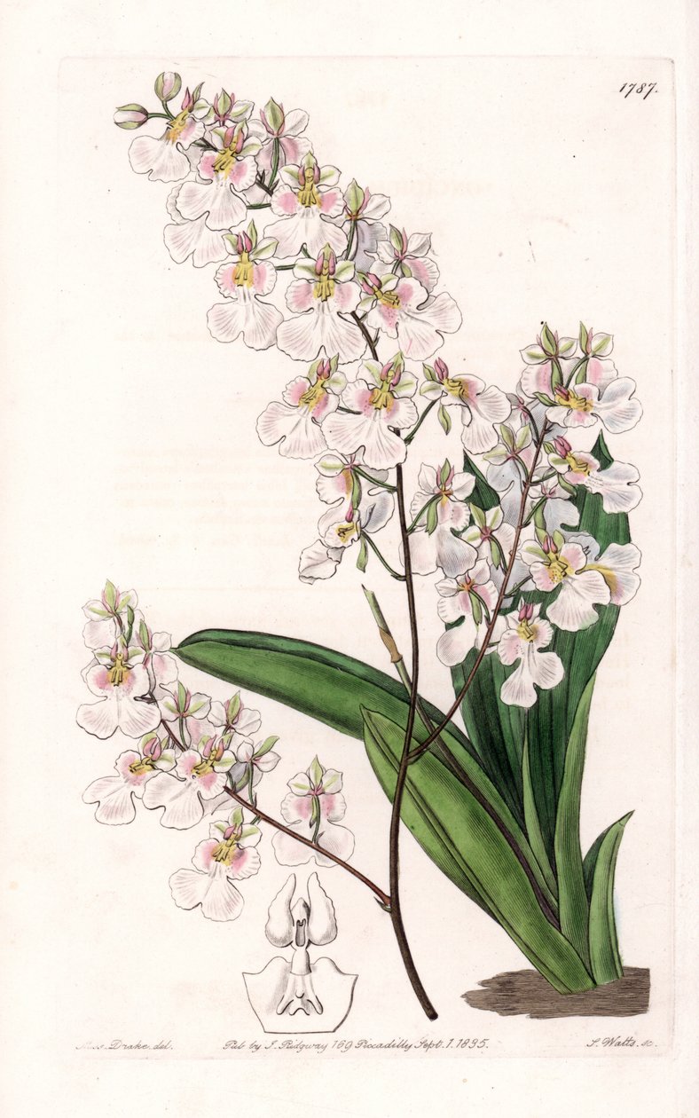Orchidee Tolumnia pulchella, endemic to Jamaica - Engraved by S.Watts, from an illustration by Sarah Anne Drake (1803-1857), from the Botanical Register of Sydenham Edwards (1768-1819), England بواسطة سيدنهام تيست إدواردز