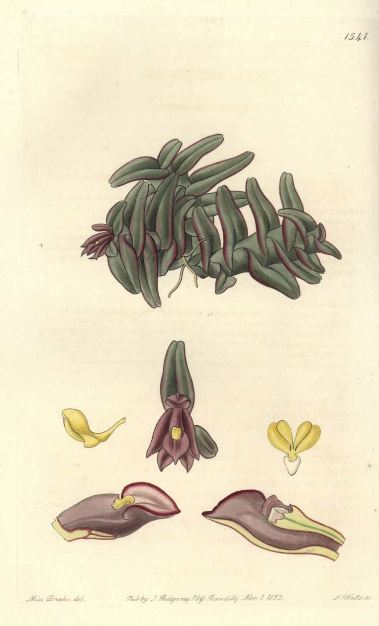 Orchidee epidendrum of Central America - Epidendrum schlechterianum orchid (Purple nanodes, Nanodes discolor). Handcoloured copperplate engraving by S. Watts after an illustration by Miss Sarah Drake from Sydenham Edwards