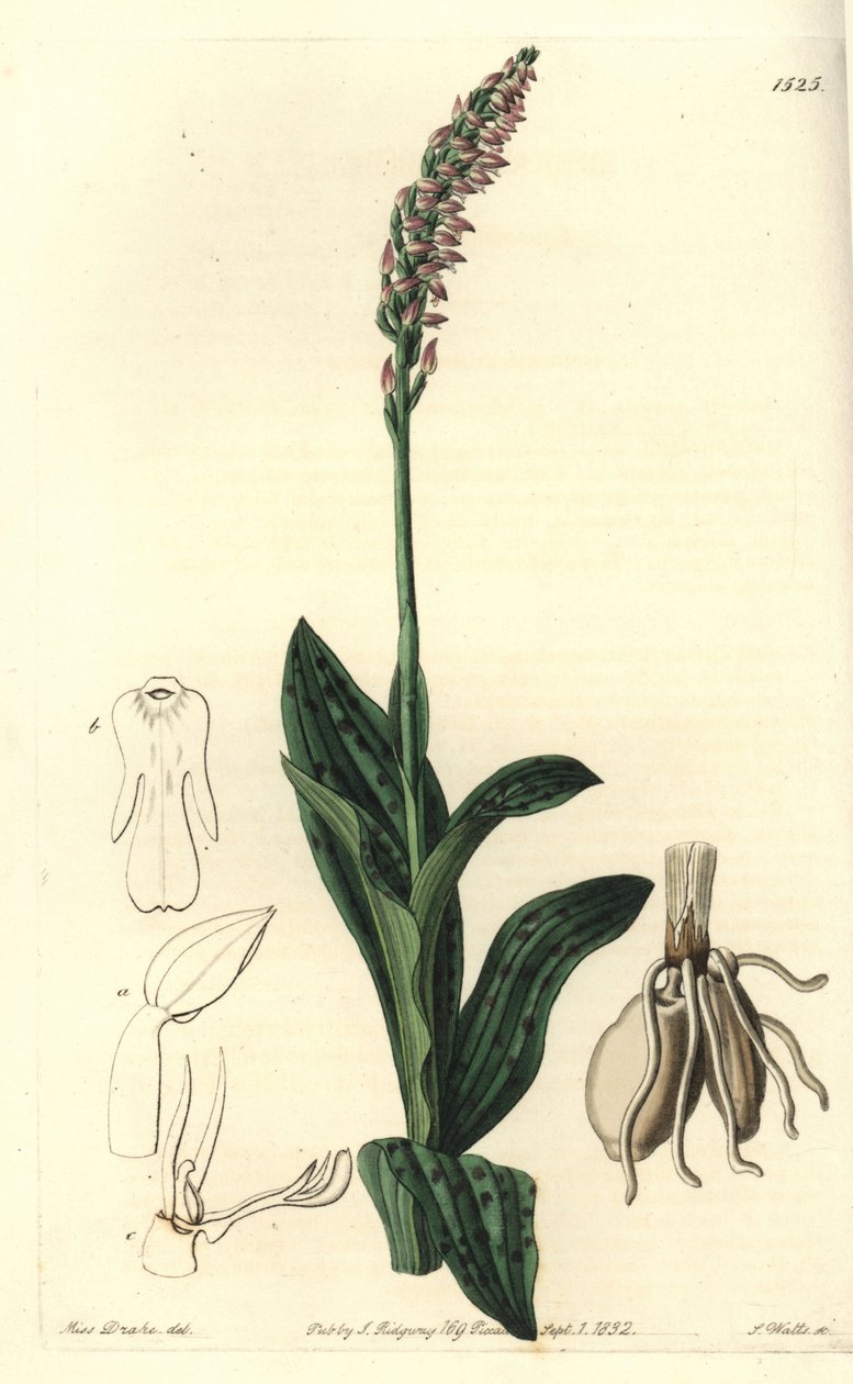 Orchidee neotine - Dense-flowered orchid, Neotinea maculata (One-sized aceras, Aceras secundiflora). Handcoloured copperplate engraving by S. Watts after an illustration by Miss Sarah Drake from Sydenham Edwards