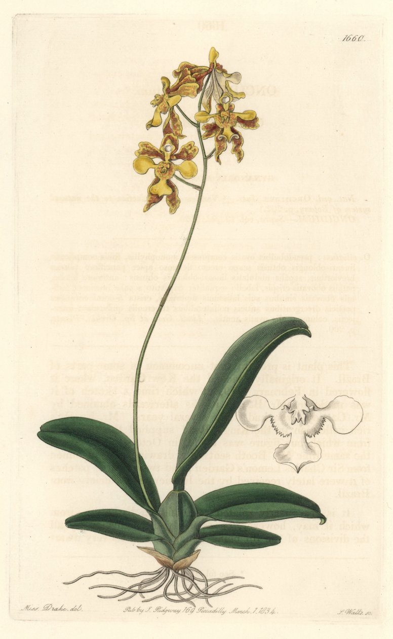 Orchidee oncidium Yellow ، موطنه البرازيل - حصن المياه بواسطة S. Watts من رسم توضيحي لسارة آن دريك (1803-1857) ، من السجل النباتي بواسطة سيدنهام تيست إدواردز
