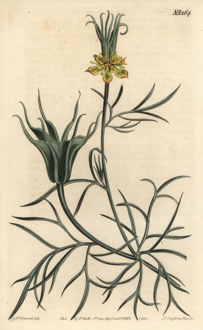 Oriental Nigelle - Oriental fennel-flower, Nigella orientalis. Handcoloured copperplate engraving by F. Sansom Jr. after an illustration by Sydenham Edwards from William Curtis