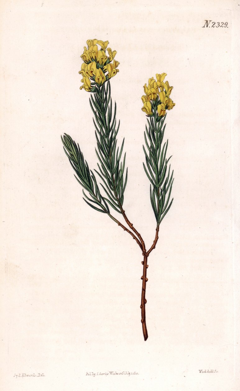 Oval spiked aspalathus, Aspalathus callosa. Handcoloured copperplate engraving by Weddell after an illustration by Sydenham Edwards from Samuel Curtis