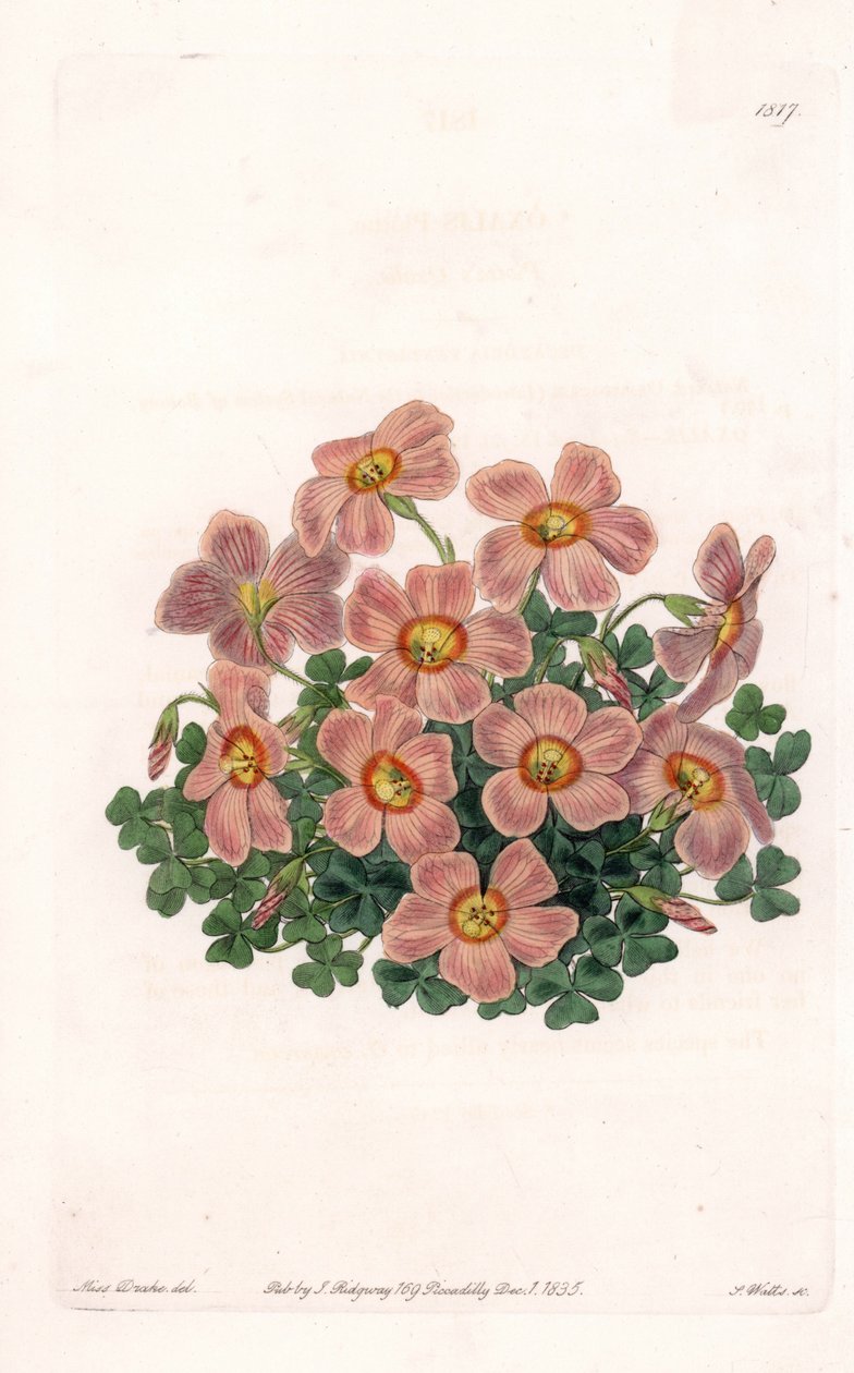 Oxalis Variete - لوحة محفورة بواسطة S. Watts ، من رسم توضيحي لسارة Anne Drake (1803-1857) ، من السجل النباتي لسيدنهام إدواردز (1768-1819) ، إنجلترا بواسطة سيدنهام تيست إدواردز