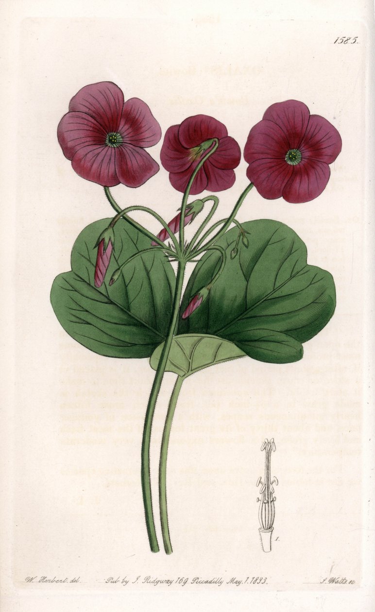 Oxalis de Bowie - Plate engraved by S.Watts, from an illustration by Sarah Anne Drake (1803-1857), from the Botanical Register of Sydenham Edwards (1768-1819), England بواسطة سيدنهام تيست إدواردز