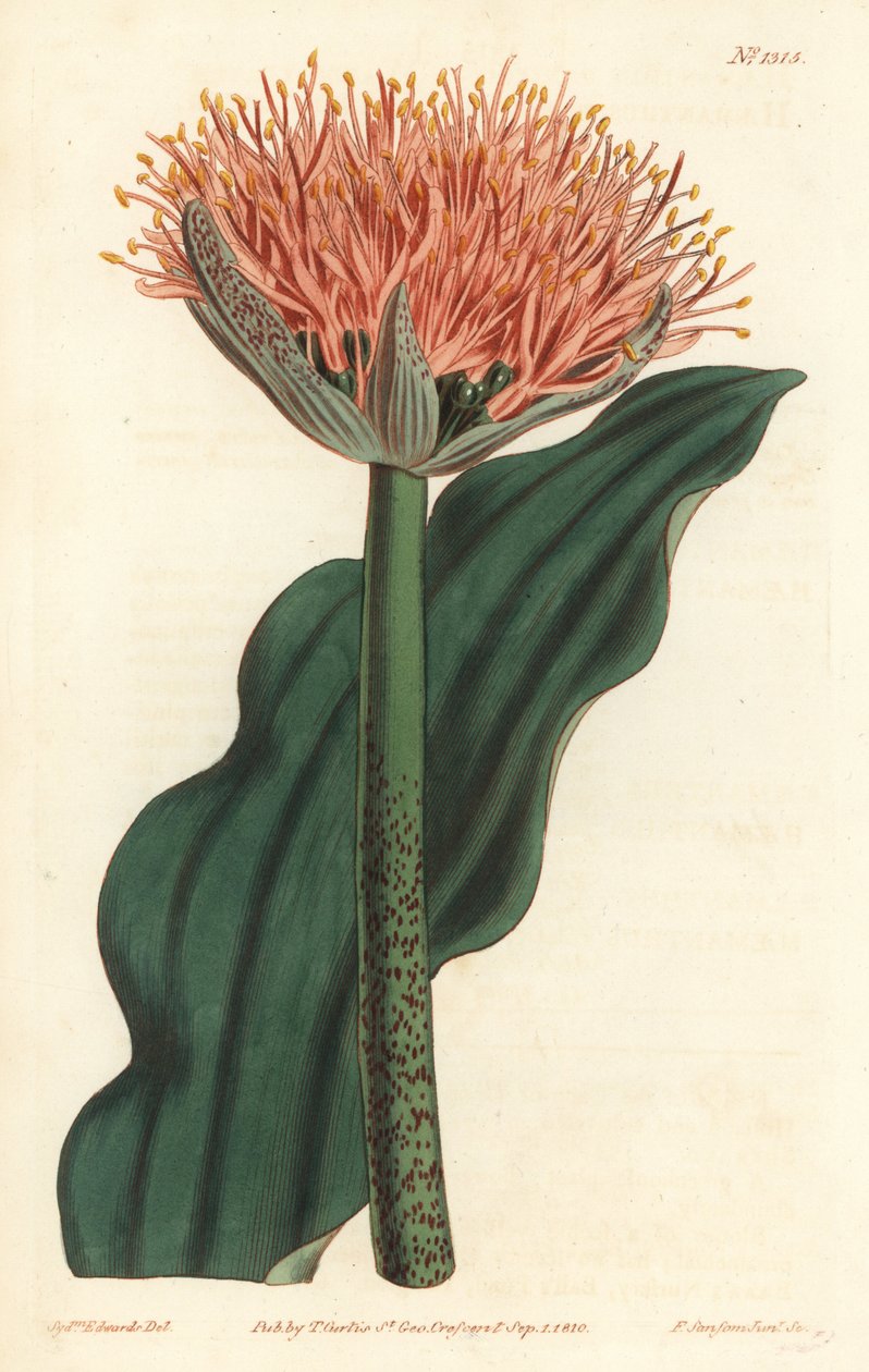 زنبق الفرشاة ، Scadoxus puniceus (زهرة الدم ذات الأوراق المموجة ، Haemanthus puniceus). نقش على لوح نحاسي ملون يدويًا بواسطة F. Sansom Jr. بعد رسم توضيحي لسيدنهام إدواردز من مجلة William Curtis النباتية ، T. Curtis ، لندن بواسطة سيدنهام تيست إدواردز