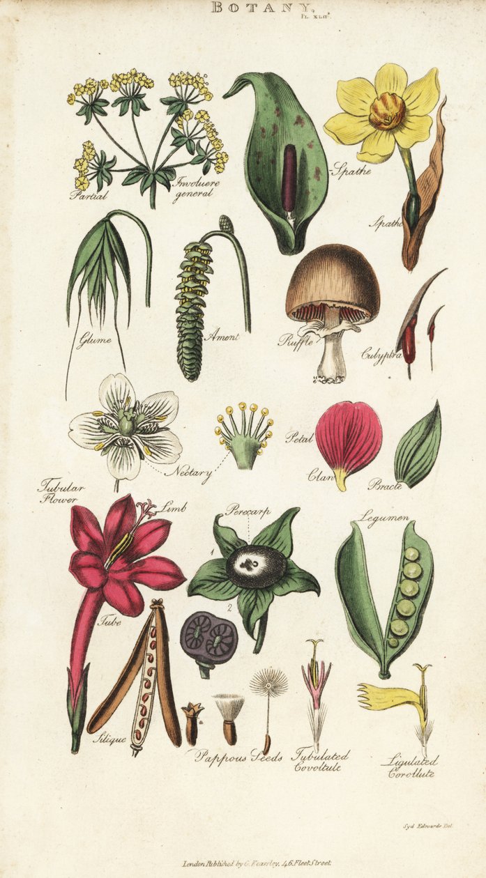 Parts of flowers including petal, nectary, glume, seed, spathe, bracte, legumen, etc. Handcoloured copperplate engraving after Sydenham Edwards from John Mason Good