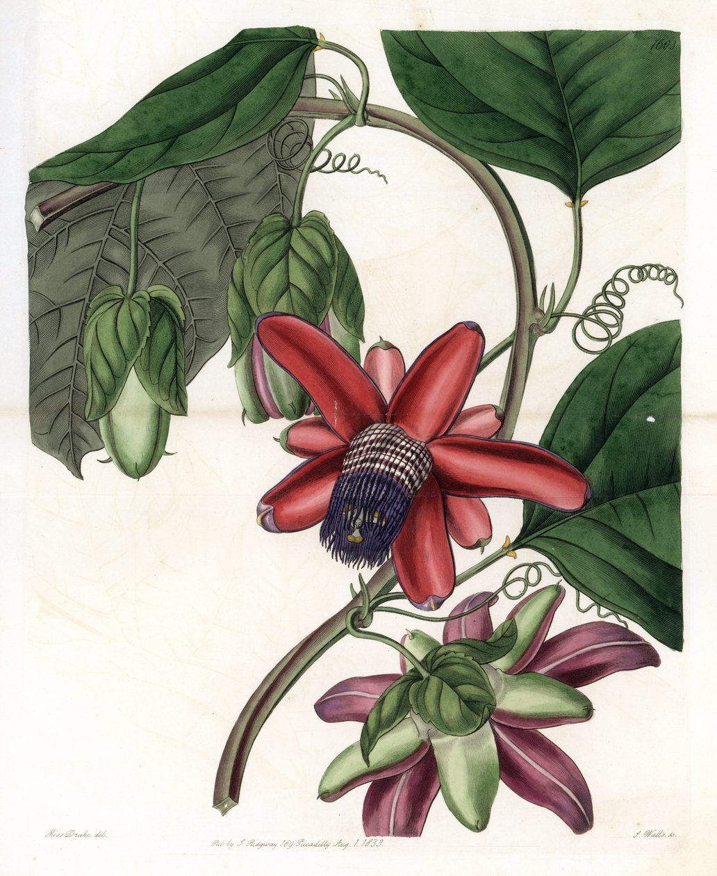 Passion Variete - Plate engraved by S.Watts, from an illustration by Sarah Anne Drake (1803-1857), from the Botanical Register of Sydenham Edwards (1768-1819), England بواسطة سيدنهام تيست إدواردز