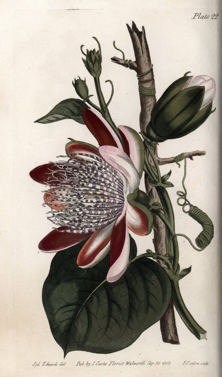 Passionflower, bud and flower. Coloured copper engraving, illustration by Sydenham Edwards (1768-1819) for Conferences of Botanical, Botanical Garden of Lambeth (England) بواسطة سيدنهام تيست إدواردز