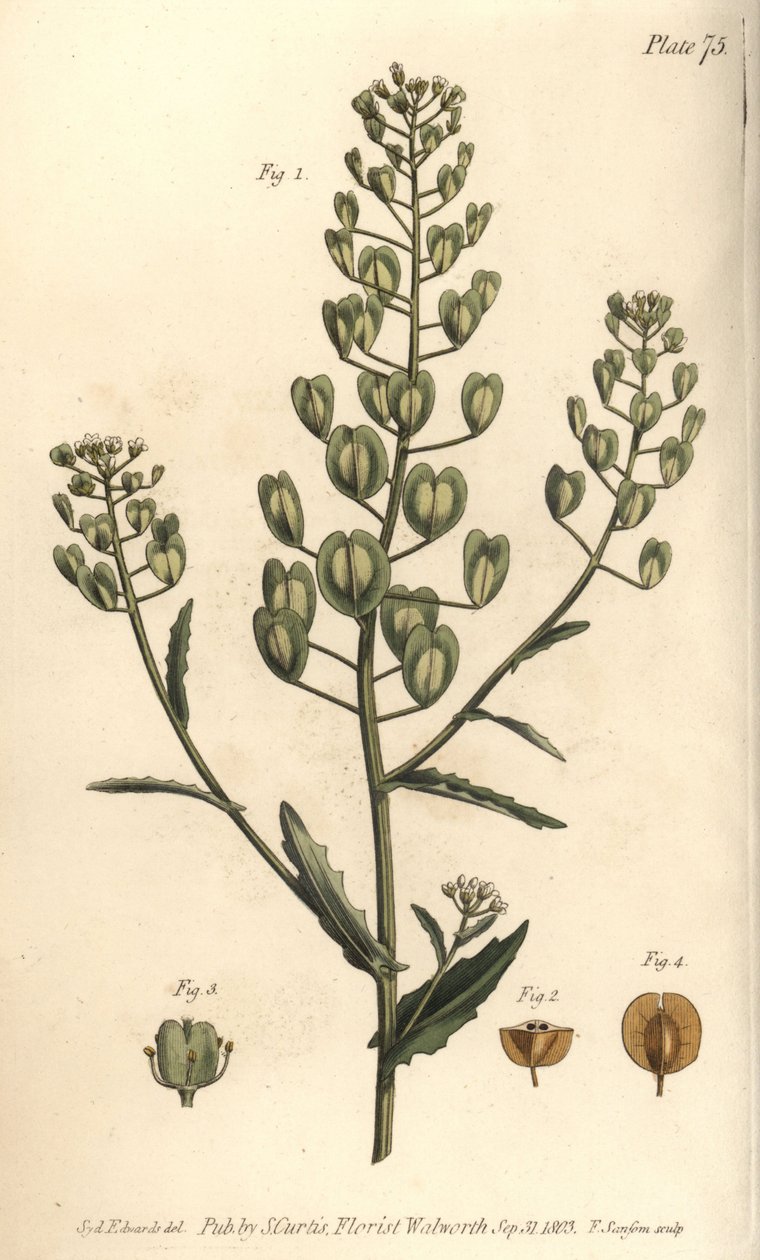 Pennycress ، Thlaspi arvense ، Siliculosa. نقش على لوح نحاسي ملون يدويًا من قبل ف. بواسطة سيدنهام تيست إدواردز