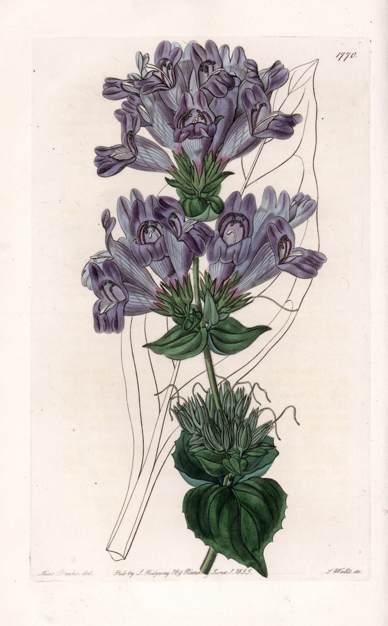 Penstemon Variete - لوحة محفورة بواسطة S. Watts ، من رسم توضيحي لسارة Anne Drake (1803-1857) ، من السجل النباتي لسيدنهام إدواردز (1768-1819) ، إنجلترا بواسطة سيدنهام تيست إدواردز