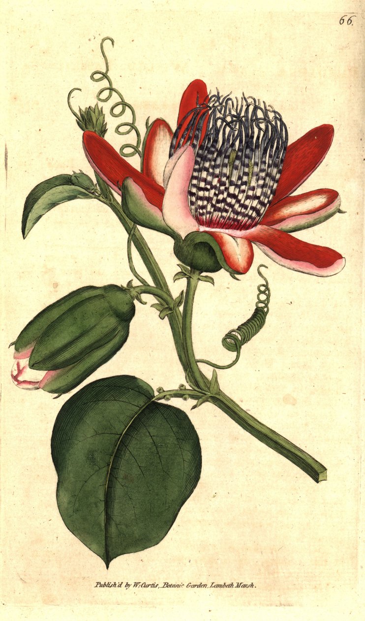 Perfumee grenadilla (or refresco maracuja) - (Winged passionflower, Passiflora alata. Handcolured copperplate engraving after a botanical illustration by James Sowerby from William Curtis