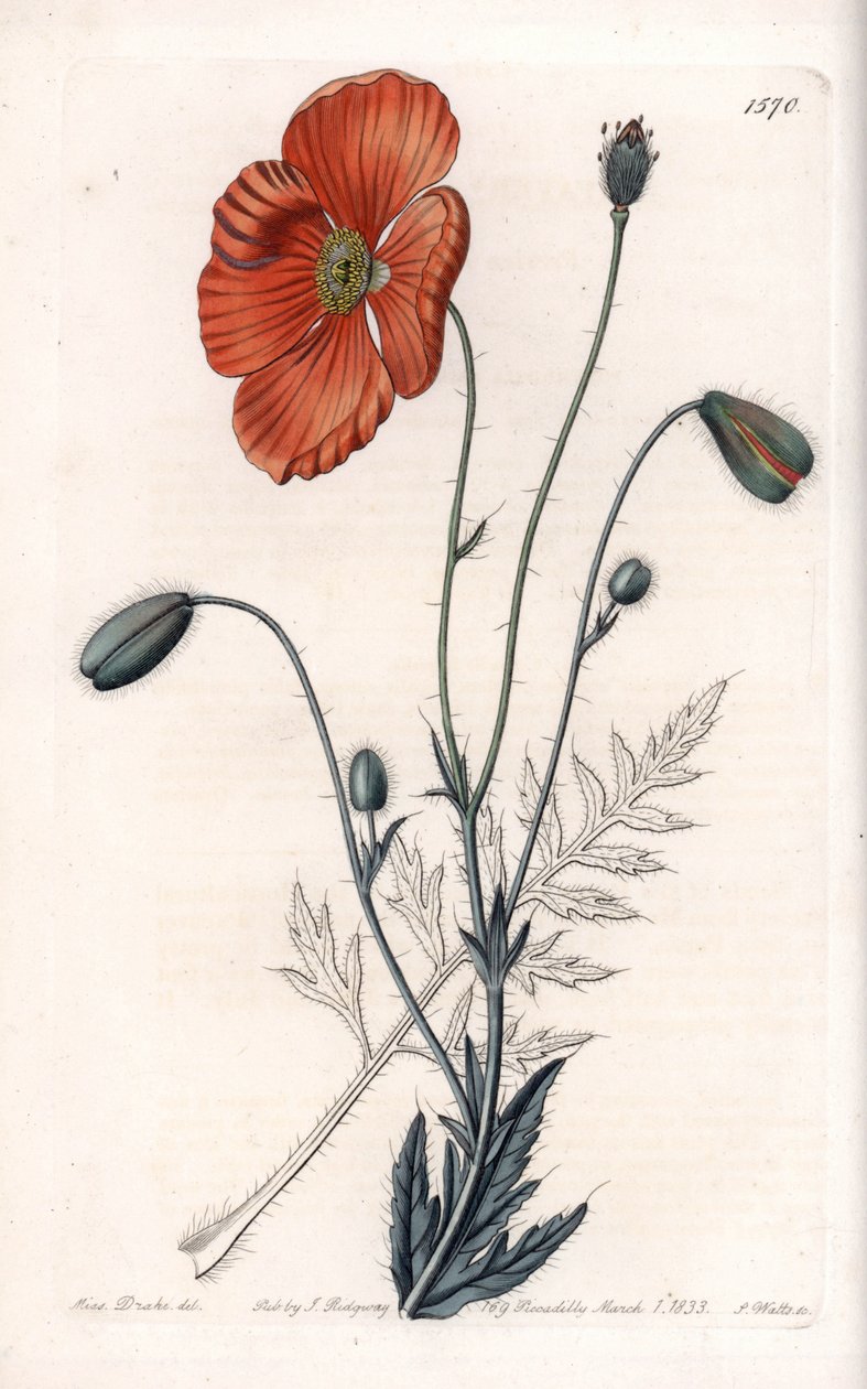 الخشخاش الفارسي فاريتي - محفور بواسطة S.Watts ، من رسم توضيحي لسارة آن دريك (1803-1857) ، من السجل النباتي لسيدنهام إدواردز (1768-1819) ، إنجلترا بواسطة سيدنهام تيست إدواردز