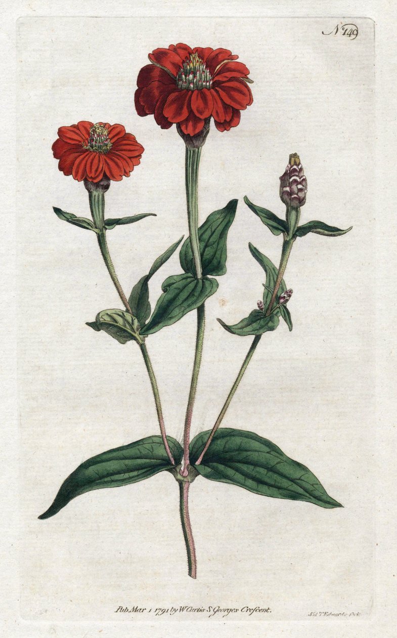 Peruvian zinnia or bresine - Lithography by Sydenham Edwards (1768-1819), from the Botanical Magazine by William Curtis (1746-1799) بواسطة سيدنهام تيست إدواردز