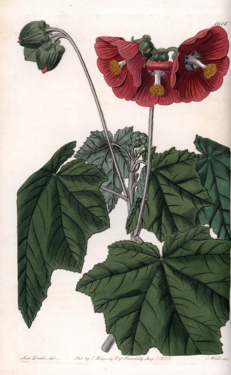 Phymosia variete, red flowers, native to Mexico - Engraved by S. Watts, from an illustration by Sarah Anne Drake (1803-1857), from the Botanical Register of Sydenham Edwards (1768-1819), England بواسطة سيدنهام تيست إدواردز
