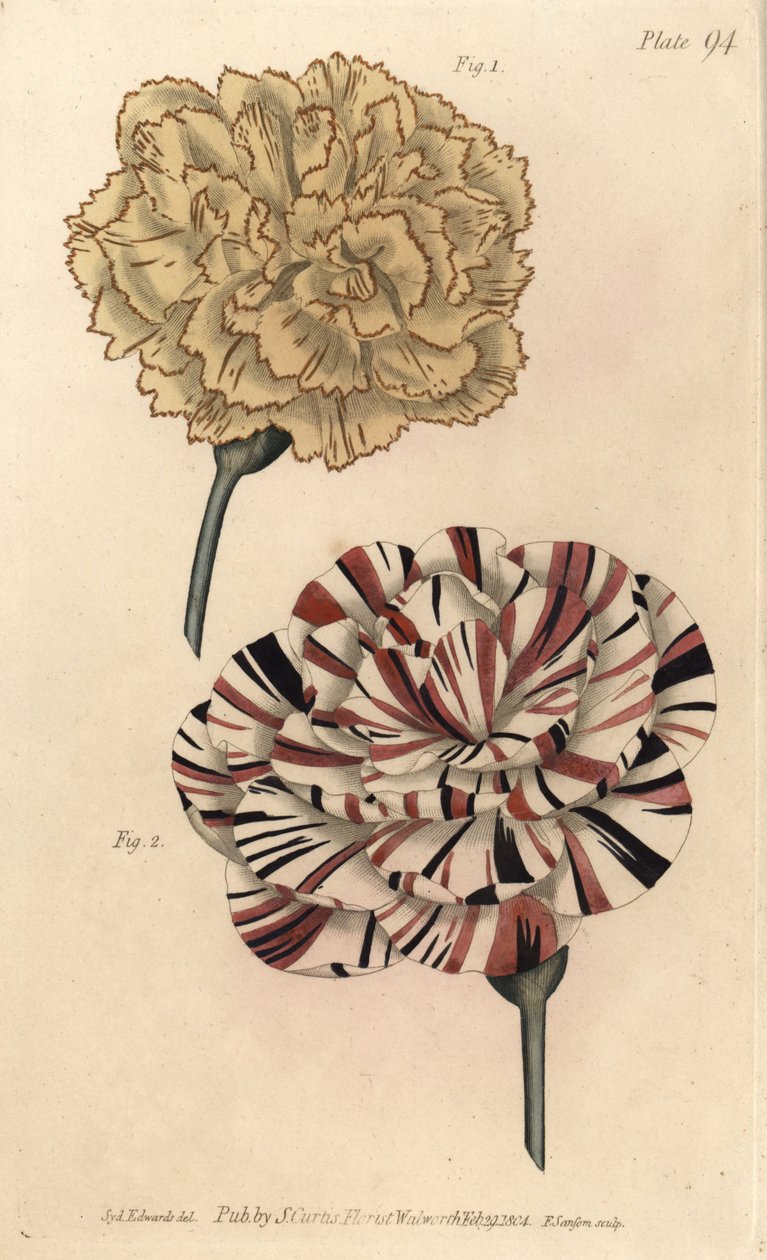 Picotee carnation 1 والقرنفل القرمزي 2. نقش على لوح نحاسي ملون يدويًا بواسطة F. بواسطة سيدنهام تيست إدواردز