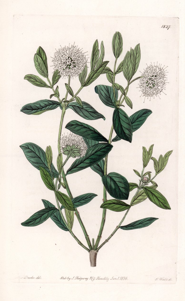 Pimelea Variete - لوحة نقشها S. Watts ، من رسم توضيحي لسارة آن دريك (1803-1857) ، من السجل النباتي لسيدنهام إدواردز (1768-1819) ، إنجلترا بواسطة سيدنهام تيست إدواردز