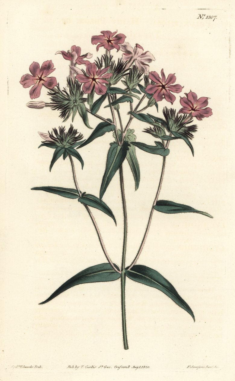 Prairie Phlox - Hairy phlox or lychnidea, Phlox pilosa. Handcoloured copperplate engraving by F. Sansom Jr. after an illustration by Sydenham Edwards from William Curtis