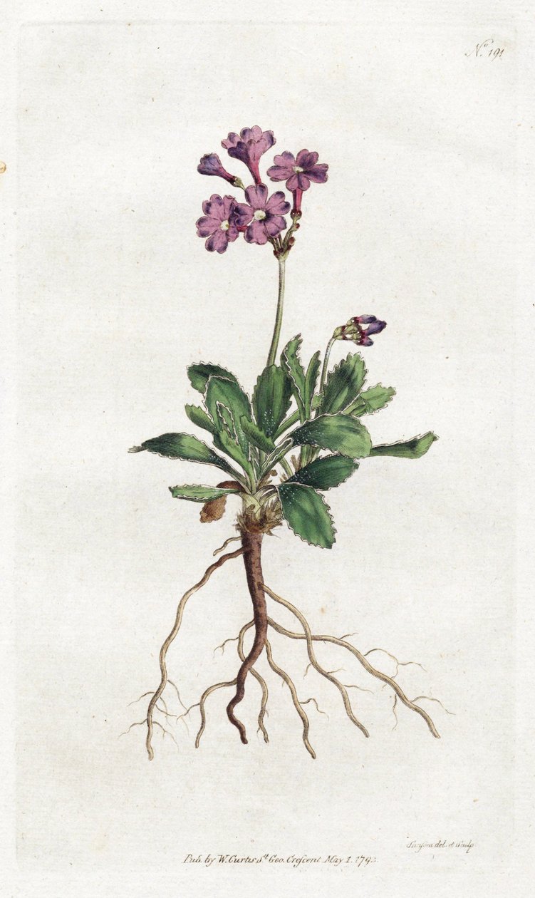 Primevere marginee - Lithograph by Sydenham Edwards (1768-1819), plate from William Curtis
