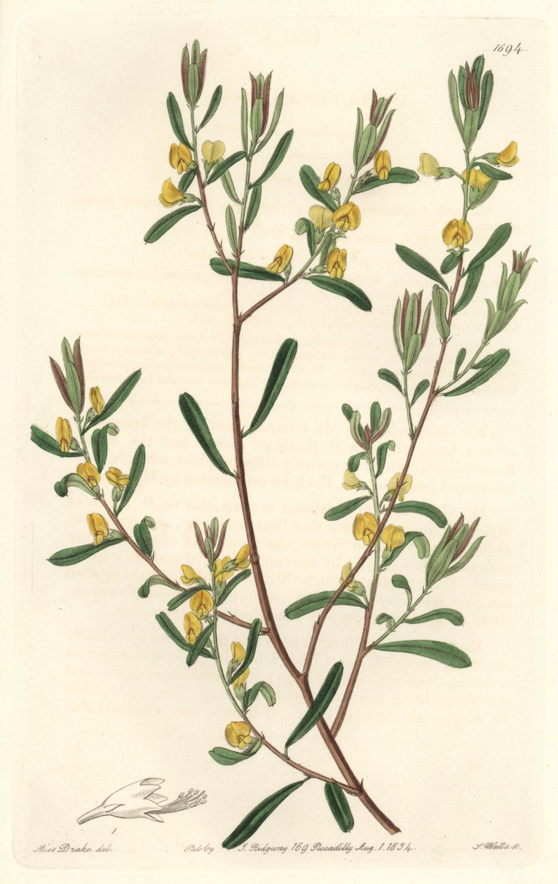 Pultanea flexilis ، موطنها أستراليا - مياه قوية S. Watts من رسم توضيحي لسارة آن دريك (1803-1857) ، من السجل النباتي بواسطة سيدنهام تيست إدواردز