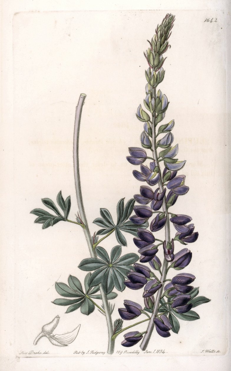 Purple Lupine Variete - Engraved by S.Watts, from an illustration by Sarah Anne Drake (1803-1857), from the Botanical Register of Sydenham Edwards (1768-1819), England بواسطة سيدنهام تيست إدواردز
