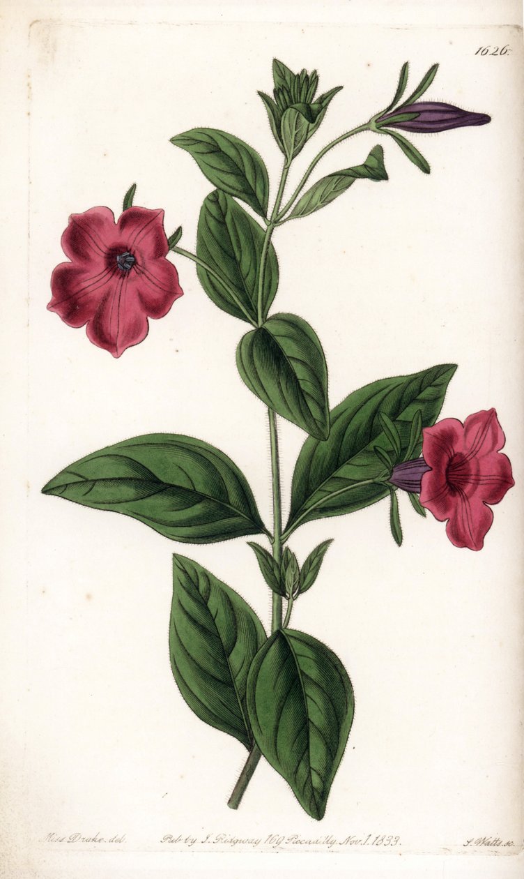 زهرة البطونية الأرجواني - لوحة محفورة بواسطة S.Watts ، من رسم توضيحي لسارة آن دريك (1803-1857) ، من السجل النباتي لسيدنهام إدواردز (1768-1819) ، إنجلترا بواسطة سيدنهام تيست إدواردز
