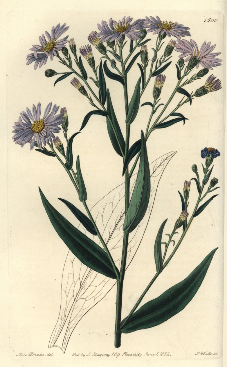 Purple flowered aster variete - Symphyotrichum laeve (Smooth aster, Aster laevis). Handcoloured copperplate engraving by S. Watts after an illustration by Miss Sarah Drake from Sydenham Edwards