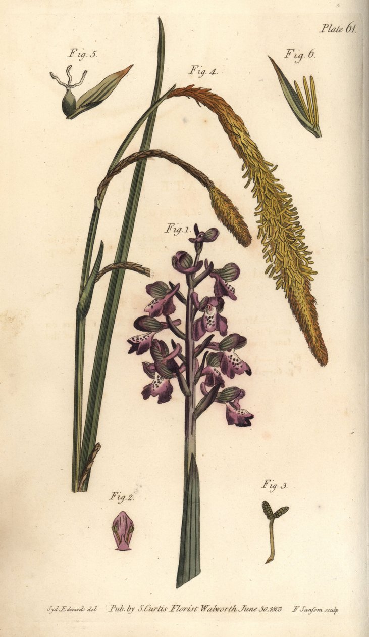 Purple orchid, Orchis mascula, Gynandria بواسطة سيدنهام تيست إدواردز