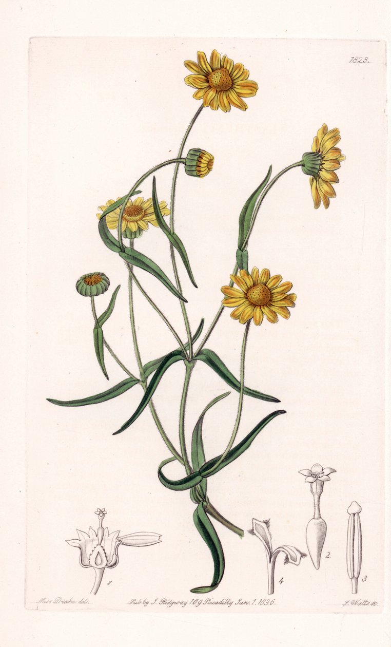 Queen Daisy of California - Engraved by S.Watts, from an illustration by Sarah Anne Drake (1803-1857), from the Botanical Register of Sydenham Edwards (1768-1819), England بواسطة سيدنهام تيست إدواردز