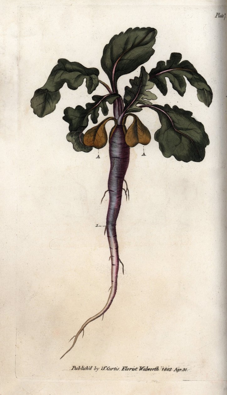 Radish, potagere root. Coloured copper engraving, illustration by Sydenham Edwards (1768-1819) for Conferences of Botanical, Botanical Garden of Lambeth (England) بواسطة سيدنهام تيست إدواردز