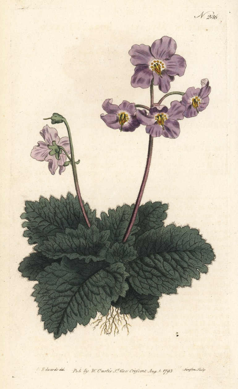 Ramondy (or ramonde) of Pyrenees - Pyrenean violet, Ramonda myconi (Borage-Lev