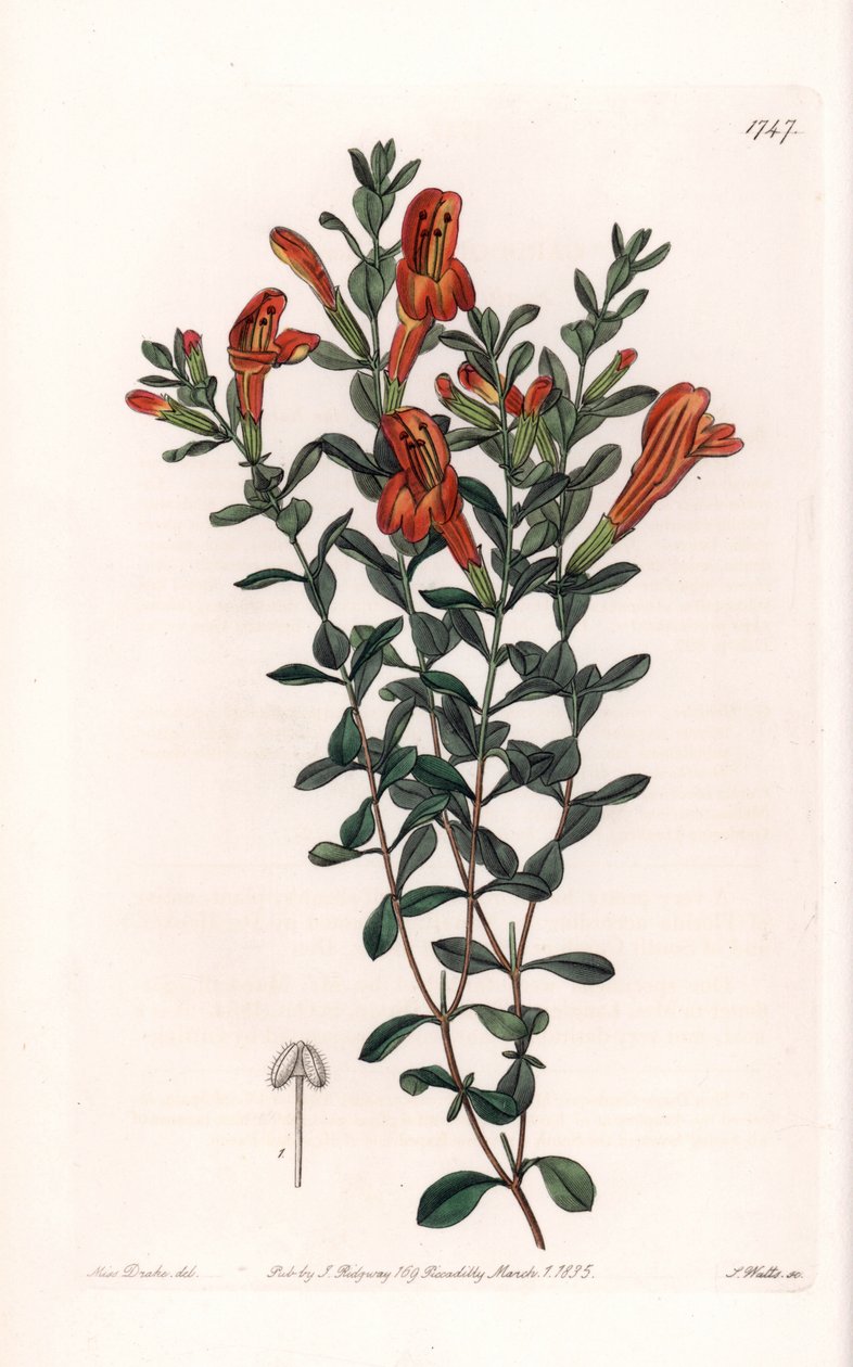 Red Clinopode Variete - Engraved by S. Watts, from an illustration by Sarah Anne Drake (1803-1857), from the Botanical Register of Sydenham Edwards (1768-1819), England بواسطة سيدنهام تيست إدواردز
