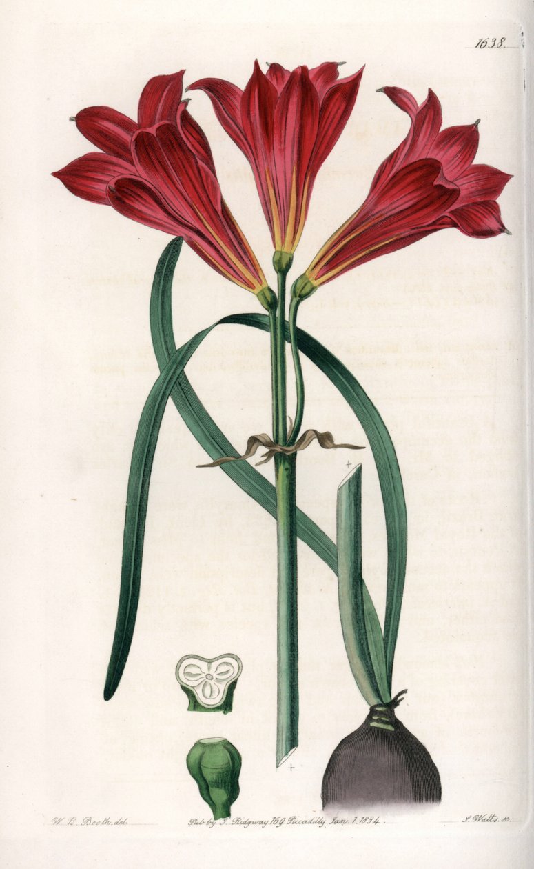 Rodophiale bifide - لوحة محفورة بواسطة S. Watts ، بناءً على رسم توضيحي لسارة آن دريك (1803-1857) ، من السجل النباتي لسيدنهام إدواردز (1768-1819) ، إنجلترا بواسطة سيدنهام تيست إدواردز