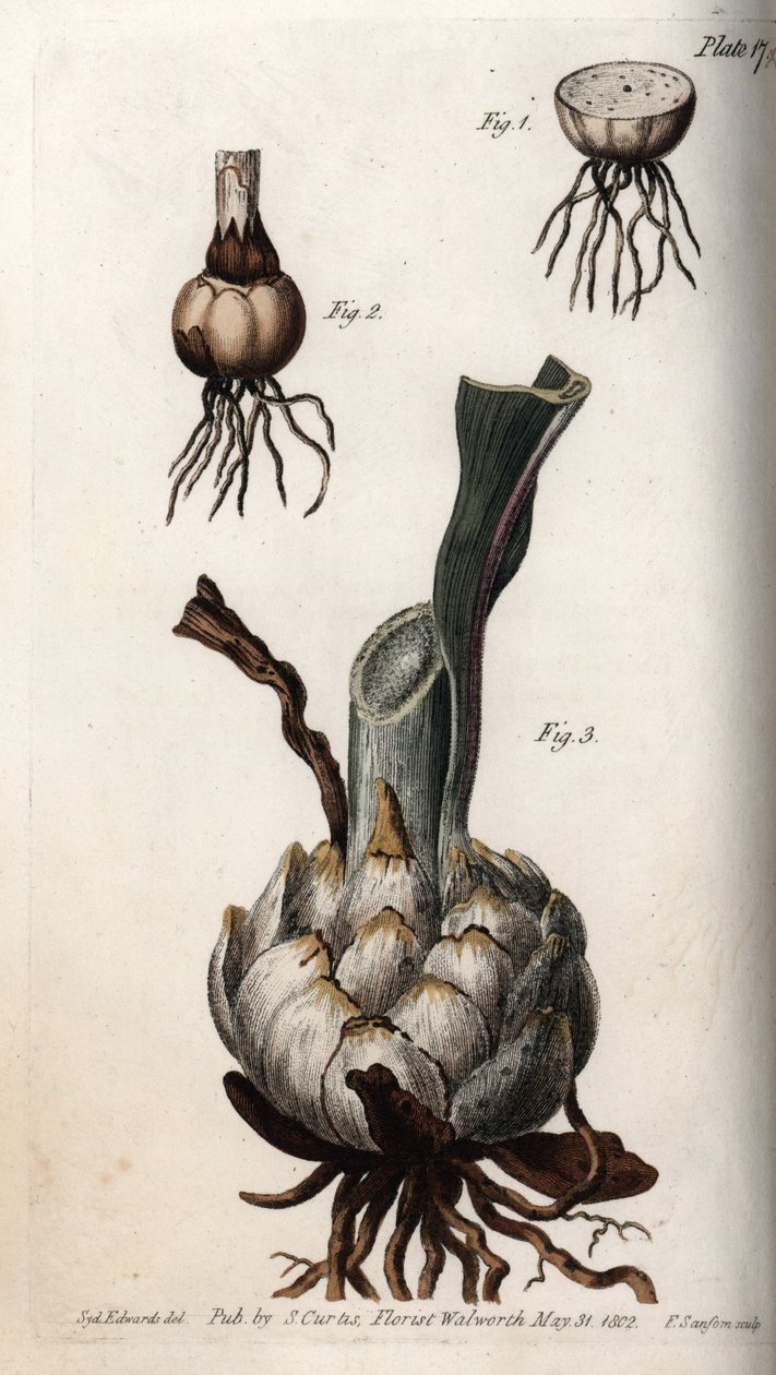 جذر وبصلة الزنابق. نقش نحاسي ملون ، رسم توضيحي لسيدنهام إدواردز (1768-1819) لمؤتمرات نباتية ، حديقة لامبث النباتية (إنجلترا) بواسطة سيدنهام تيست إدواردز